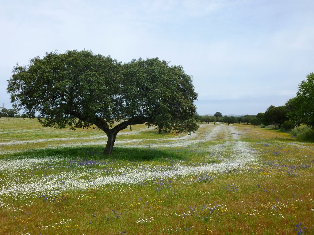 Herdade